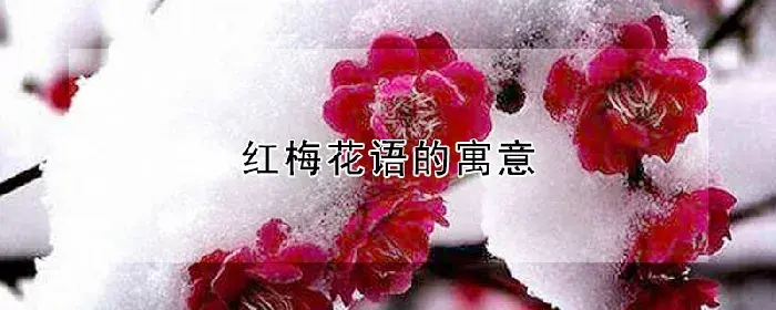 红梅花语