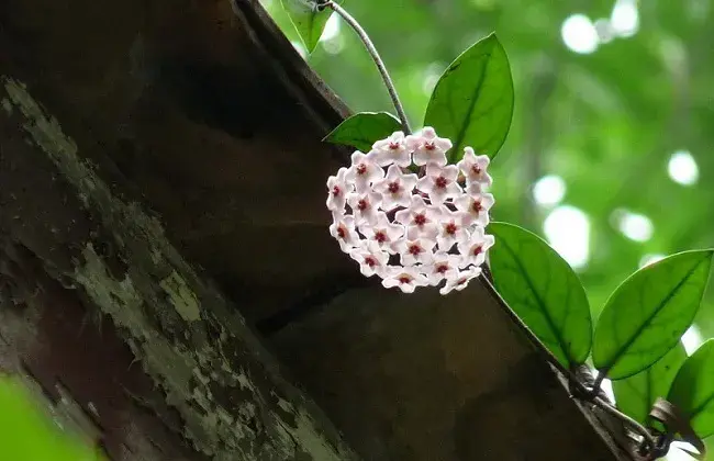 球兰怎么养才能开花