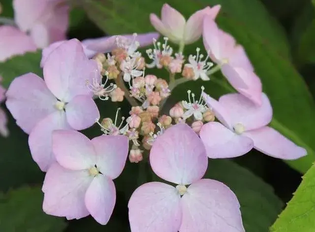 绣球花ph值？