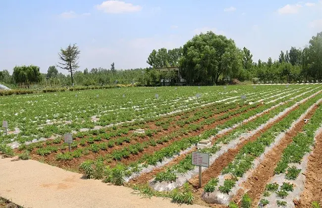 花生地膜覆盖种植技术