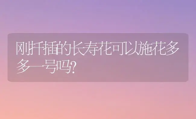 刚扦插的长寿花可以施花多多一号吗？ | 多肉养殖