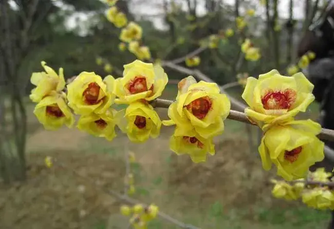 腊梅的花语是什么？有哪些？