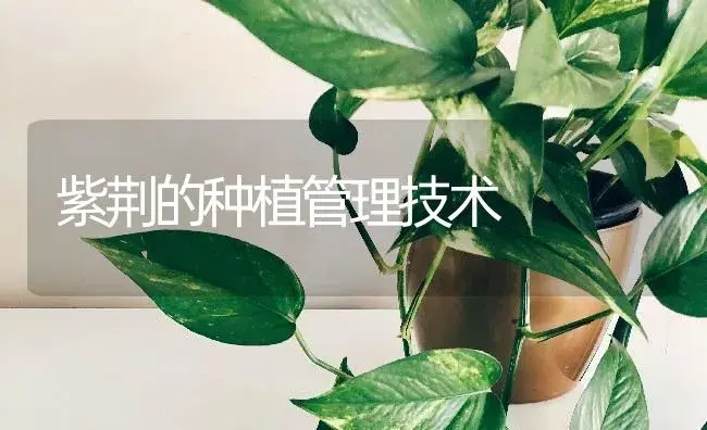 美人蕉冬天如何保花? | 特种种植