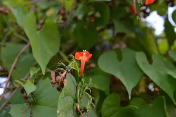 橙红茑萝的花语有哪些？