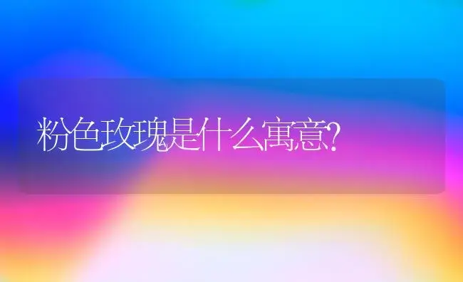 粉色玫瑰是什么寓意？ | 绿植常识