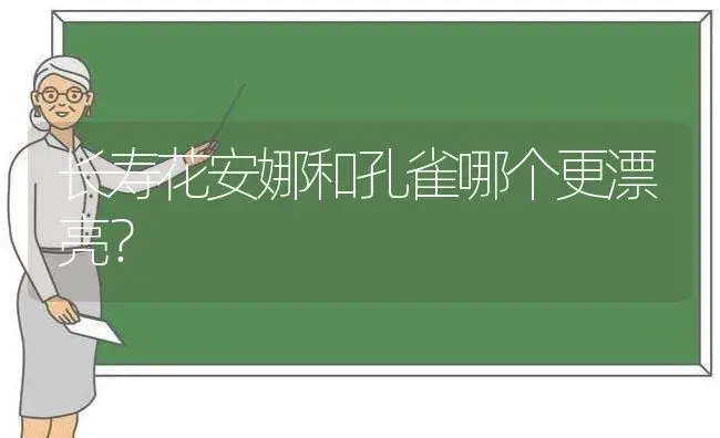 长寿花安娜和孔雀哪个更漂亮？ | 多肉养殖