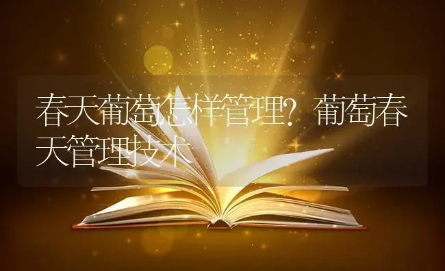 春天葡萄怎样管理？葡萄春天管理技术 | 果木种植