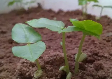 花卉果蔬盆景 | 盆栽豆角的种植方法