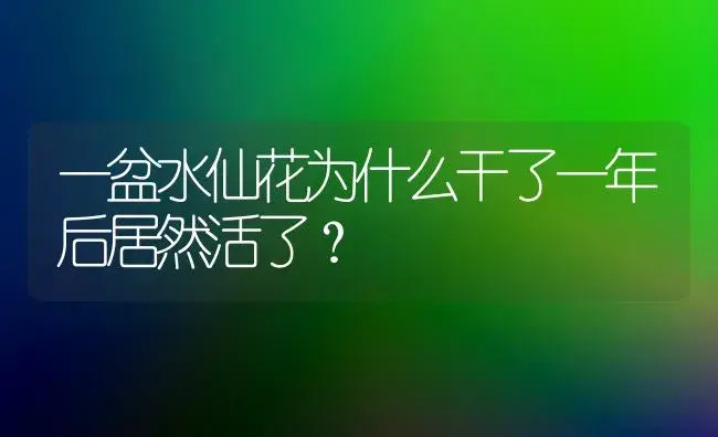 一盆水仙花为什么干了一年后居然活了？ | 绿植常识