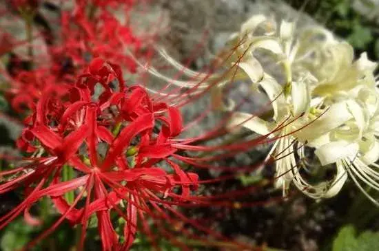 彼岸花的真正花语是什么：真正花语是无法相见 彼岸花大的介绍