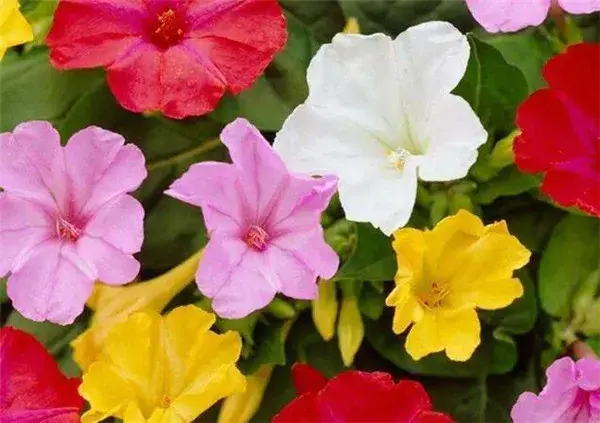 地雷花种子什么时候种 地雷花的花语和寓意象征