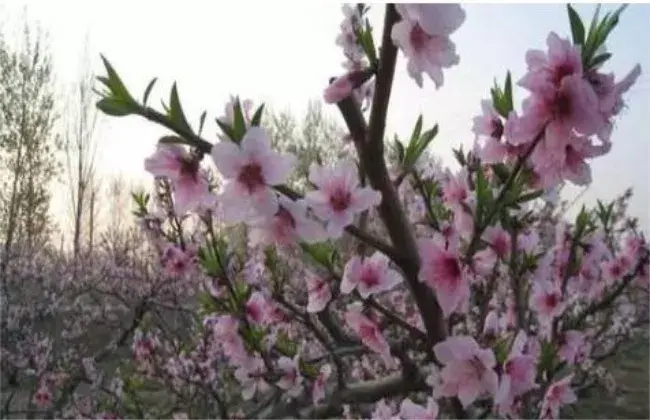 桃树花期管理要点