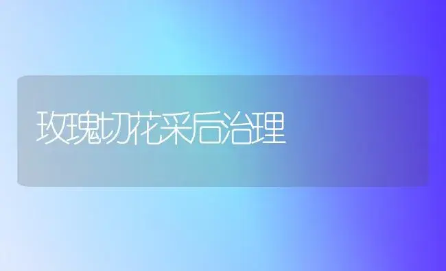 玫瑰切花采后治理 | 家庭养花