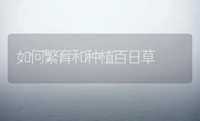 如何繁育和种植百日草 | 家庭养花