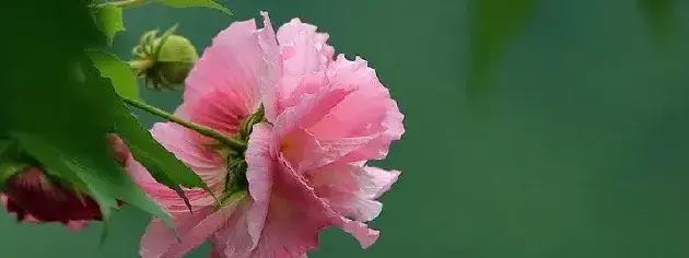 芙蓉花是哪里的市花