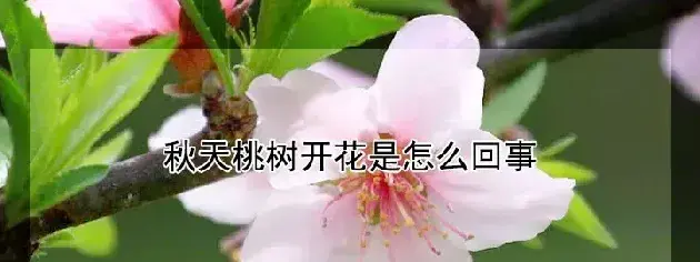 秋天桃树开花是怎么回事