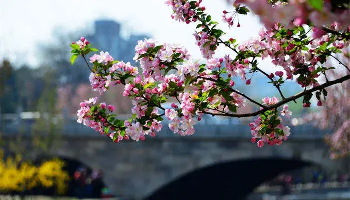 海棠花的花语和寓意