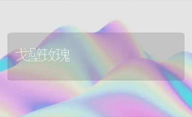 戈壁玫瑰 | 家庭养花