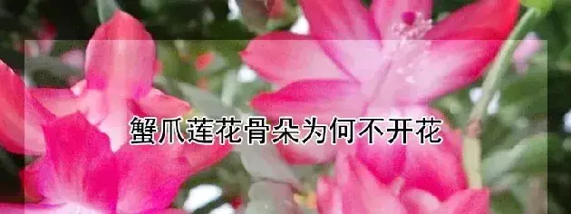 蟹爪莲花骨朵为何不开花