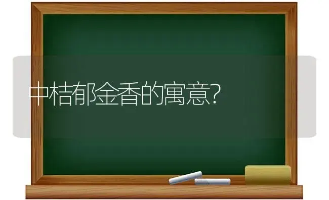 中桔郁金香的寓意？ | 绿植常识