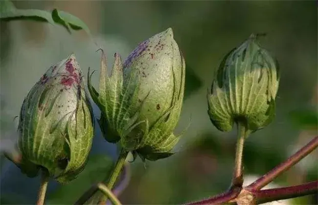 棉花蕾期田间管理要点