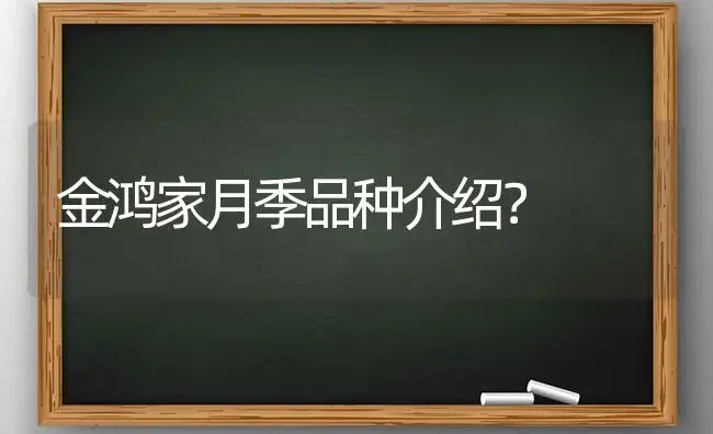 金鸿家月季品种介绍？ | 绿植常识