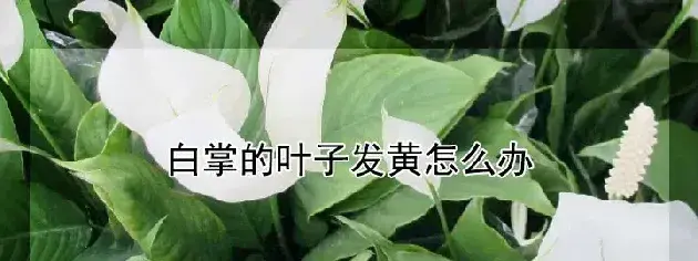 白掌的叶子发黄怎么办