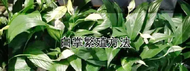 白掌繁殖方法