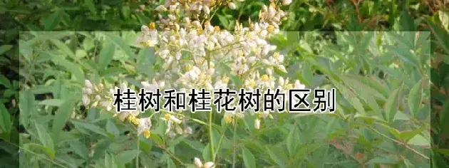 桂树和桂花树的区别