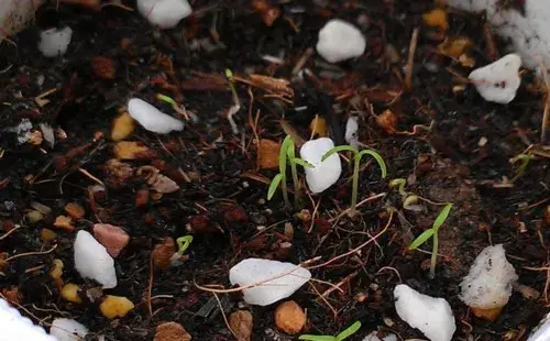 盆栽育苗 | 虞美人播种深度多少合适