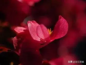 四季海棠怎么养？