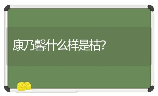 康乃馨什么样是枯？ | 绿植常识