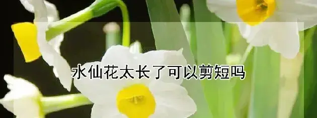 水仙花太长了可以剪短吗