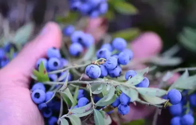 盆景养护管理 | 盆栽蓝莓养护管理知识