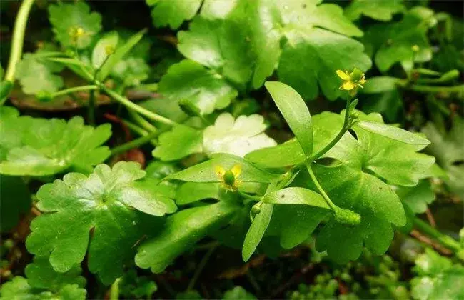 石龙芮的种植技术