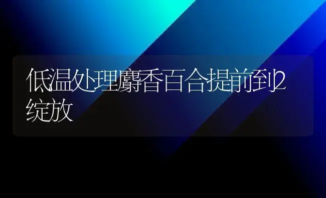 低温处理麝香百合提前到2绽放 | 家庭养花