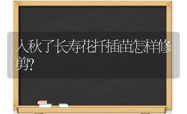 入秋了长寿花扦插苗怎样修剪？ | 多肉养殖