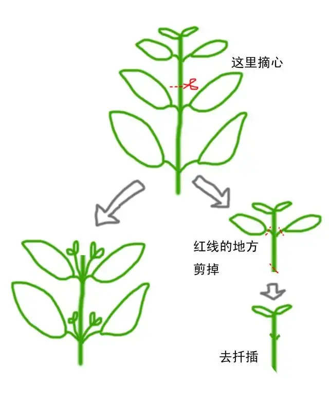 矮牵牛长得太高怎样修剪？