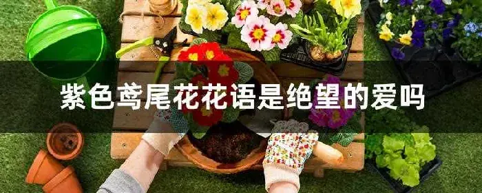 紫色鸢尾花花语是绝望的爱吗