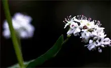 高产栽培秋荞麦六要素