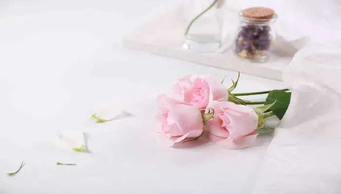 粉玫瑰花的花语 粉玫瑰花的花语是什么