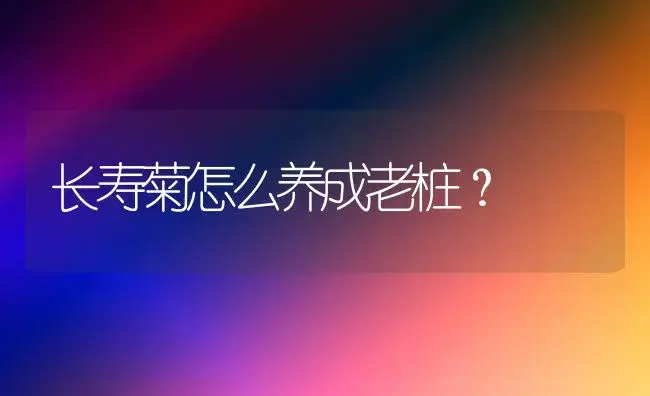 长寿菊怎么养成老桩？ | 多肉养殖