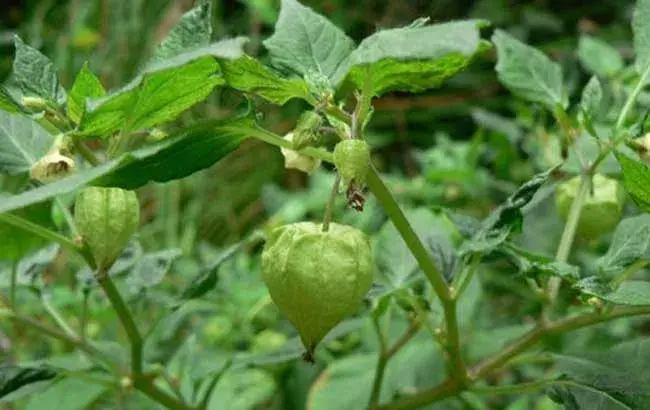 灯笼果的种植技术