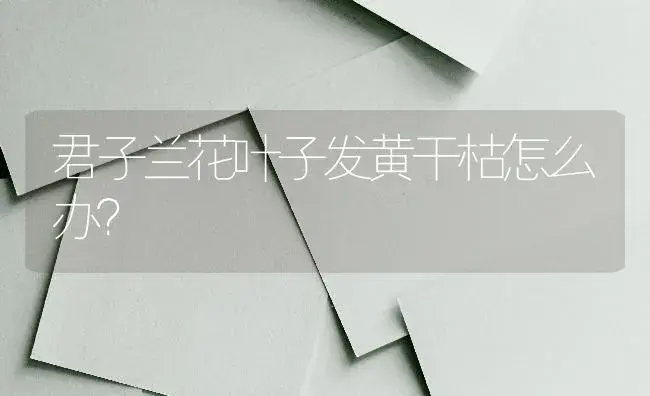 君子兰花叶子发黄干枯怎么办？ | 绿植常识