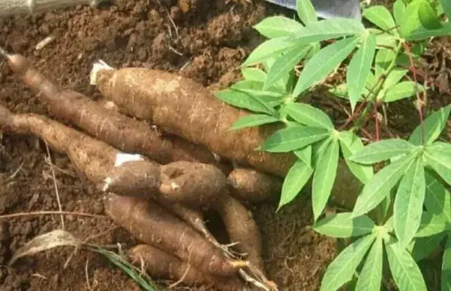 木薯栽培的对策与时间