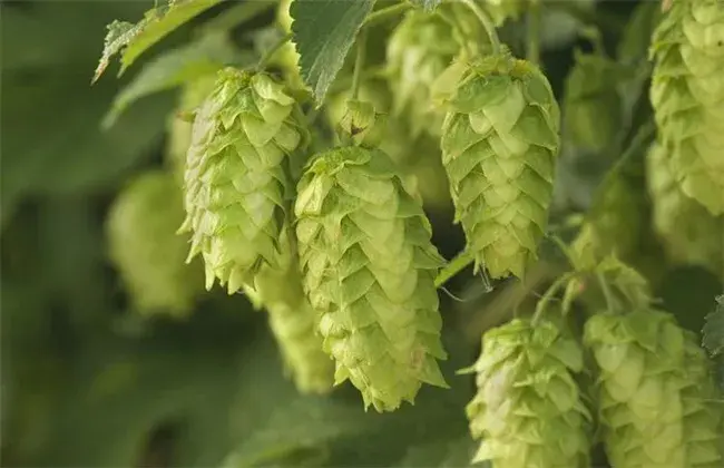 啤酒花的栽培技术