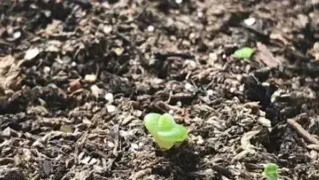 多肉种子种植方法 （多肉种子种植前要冰吗）