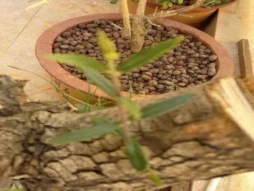 花卉果蔬盆景 | 刺槐种植栽培技术