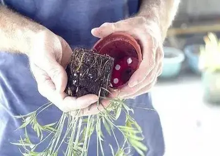 花卉果蔬盆景 | 怎样移植盆栽小植物