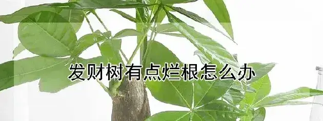 发财树有点烂根怎么办